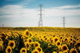 Ukraine is the biggest exporter of sunflower oil.